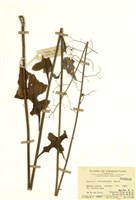 藏品(葉萵苣)的圖片